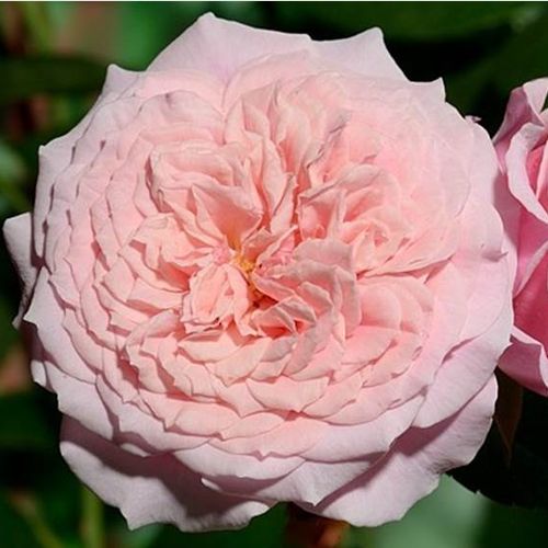 Rosen Online Gärtnerei - nostalgische rosen - rosa - Rosa William Christie™ - diskret duftend - Dominique Massad - -